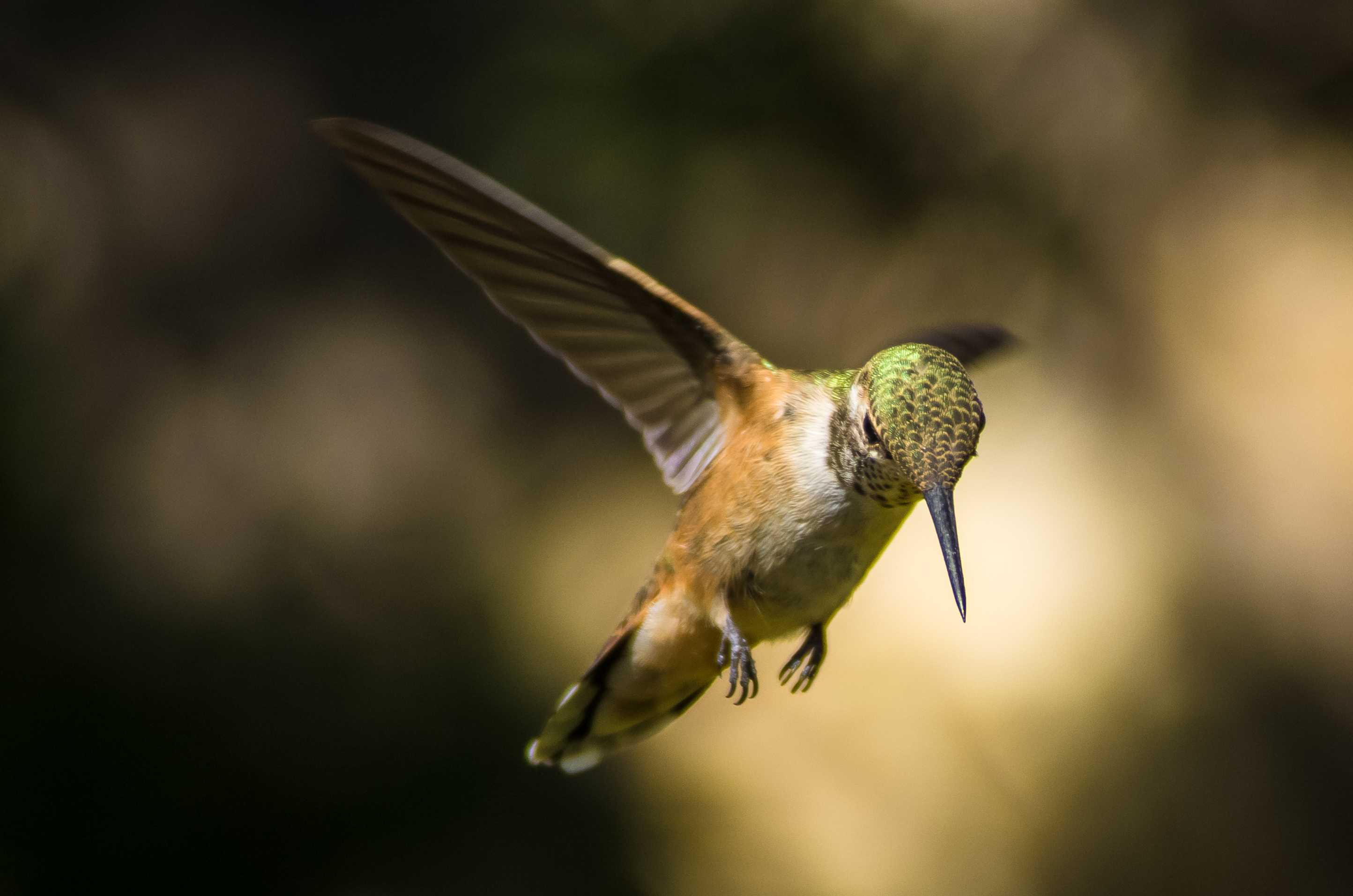 Hummingbird surveying the field | Shutterbug